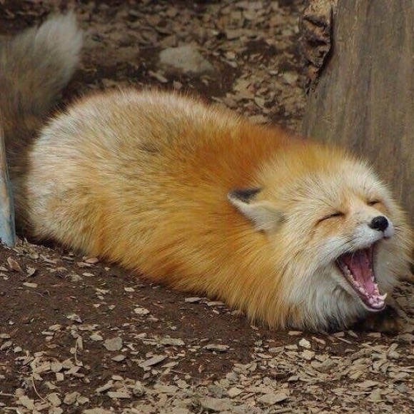 Meet your Posher, Cherry/Sam - Picture 1 of 1